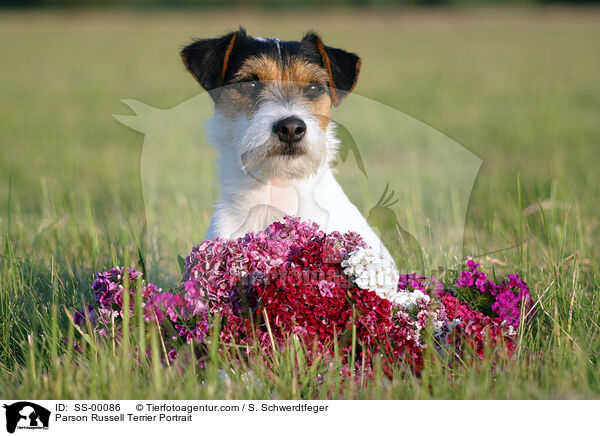Parson Russell Terrier Portrait / Parson Russell Terrier Portrait / SS-00086