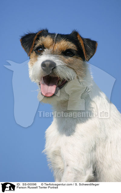 Parson Russell Terrier Portrait / Parson Russell Terrier Portrait / SS-00096