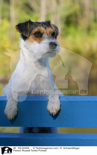 Parson Russell Terrier Portrait / Parson Russell Terrier Portrait / SS-00484
