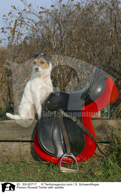 Parson Russell Terrier with saddle / SS-00717