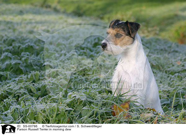 Parson Russell Terrier im Morgentau / Parson Russell Terrier in morning dew / SS-00786