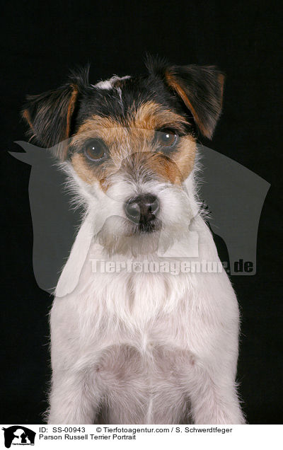 Parson Russell Terrier Portrait / Parson Russell Terrier Portrait / SS-00943