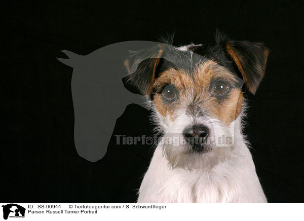 Parson Russell Terrier Portrait / Parson Russell Terrier Portrait / SS-00944