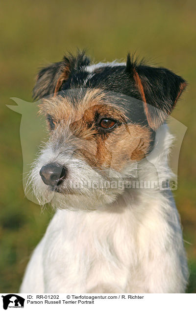 Parson Russell Terrier Portrait / Parson Russell Terrier Portrait / RR-01202