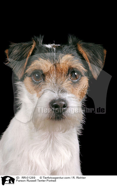 Parson Russell Terrier Portrait / Parson Russell Terrier Portrait / RR-01269