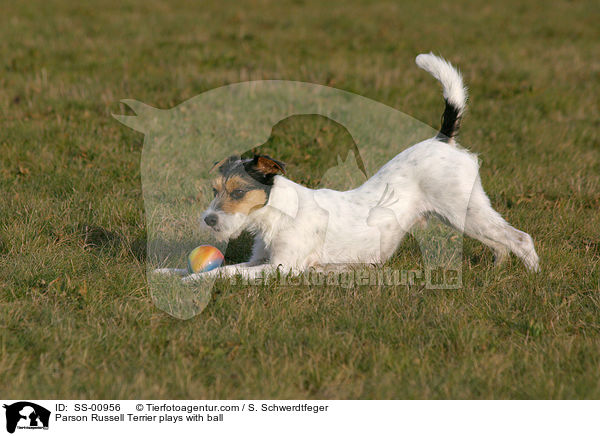 Parson Russell Terrier spielt mit Ball / Parson Russell Terrier plays with ball / SS-00956