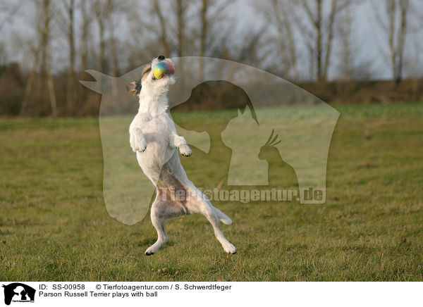 Parson Russell Terrier spielt mit Ball / Parson Russell Terrier plays with ball / SS-00958