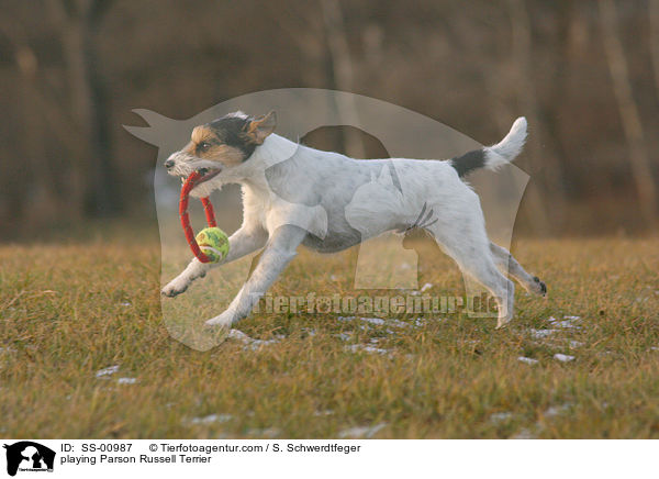 spielender Parson Russell Terrier / playing Parson Russell Terrier / SS-00987