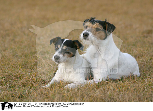 Parson Russell Terrier und Jack Russell Terrier / Parson Russell Terrier and Jack Russell Terrier / SS-01185