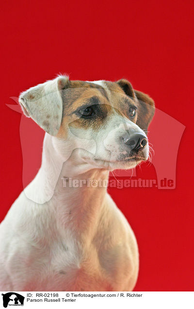 Parson Russell Terrier / Parson Russell Terrier / RR-02198