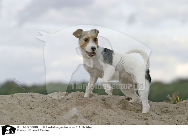 Parson Russell Terrier / Parson Russell Terrier / RR-02988