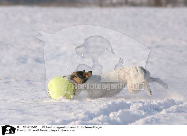 Parson Russell Terrier spielt im Schnee / Parson Russell Terrier plays in the snow / SS-01581