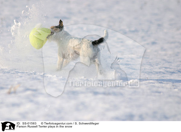 Parson Russell Terrier spielt im Schnee / Parson Russell Terrier plays in the snow / SS-01583