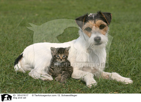 dog and cat / SS-01617