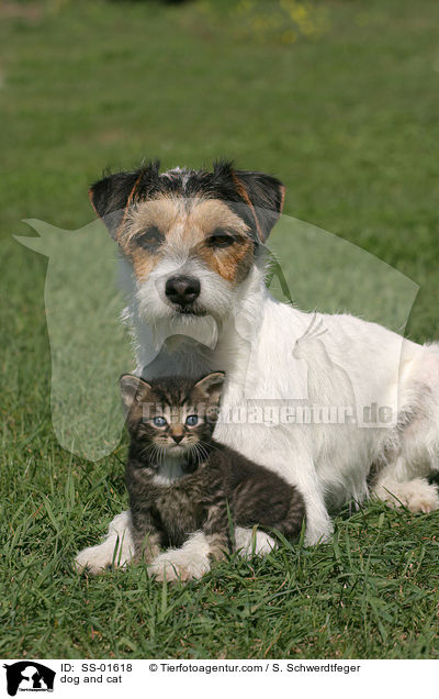 dog and cat / SS-01618