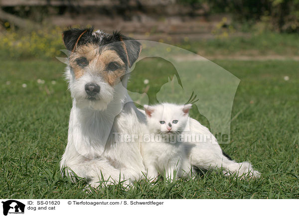 dog and cat / SS-01620