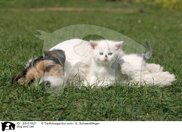 dog and cat / SS-01621