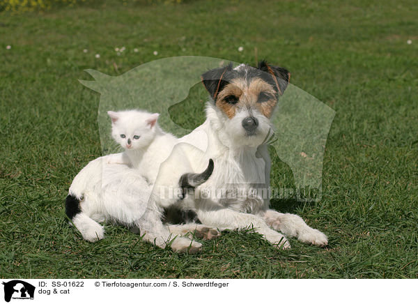 dog & cat / SS-01622