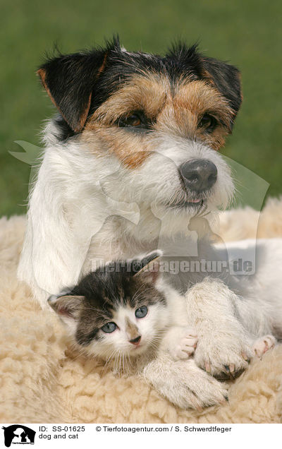 dog and cat / SS-01625