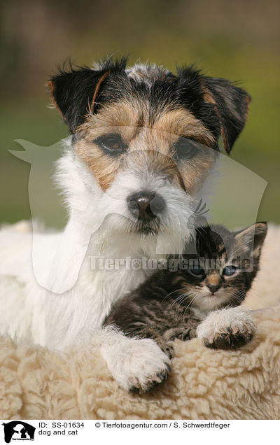 dog and cat / SS-01634