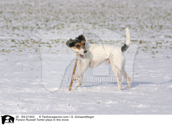 Russell Terrier spielt im Schnee / Parson Russell Terrier plays in the snow / SS-01902