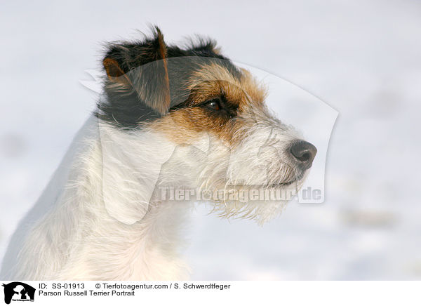 Parson Russell Terrier Portrait / Parson Russell Terrier Portrait / SS-01913