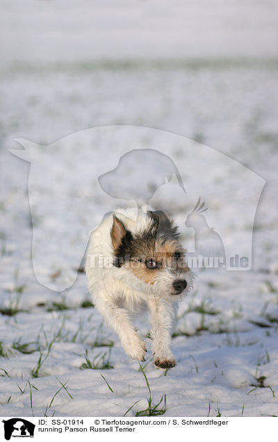 rennender Parson Russell Terrier / running Parson Russell Terrier / SS-01914