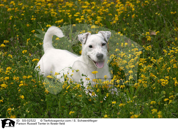 Parson Russell Terrier auf Blumenwiese / Parson Russell Terrier in flower field / SS-02522