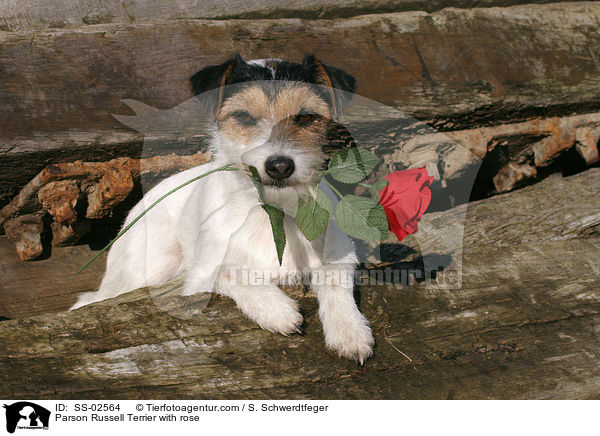 Parson Russell Terrier with rose / SS-02564
