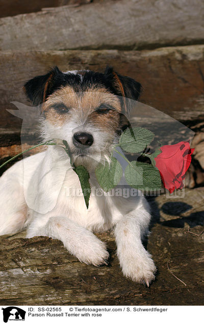 Parson Russell Terrier with rose / SS-02565