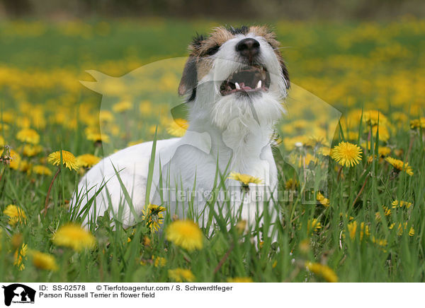 Parson Russell Terrier in flower field / SS-02578