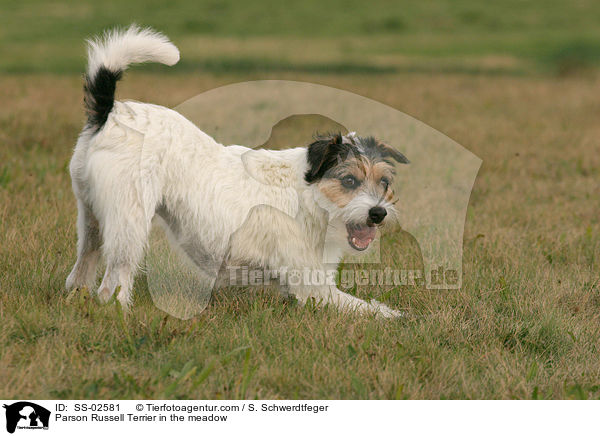 Parson Russell Terrier auf Wiese / Parson Russell Terrier in the meadow / SS-02581
