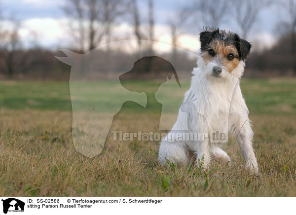 sitting Parson Russell Terrier / SS-02586