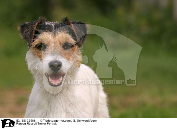 Parson Russell Terrier Portrait / Parson Russell Terrier Portrait / SS-02588