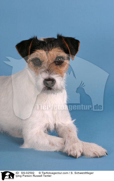 liegender Parson Russell Terrier / lying Parson Russell Terrier / SS-02592