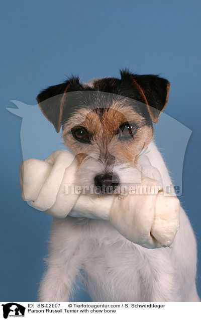 Parson Russell Terrier mit Kauknochen / Parson Russell Terrier with chew bone / SS-02607