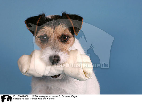 Parson Russell Terrier mit Kauknochen / Parson Russell Terrier with chew bone / SS-02608