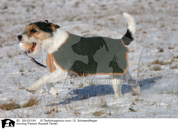 rennender Parson Russell Terrier / running Parson Russell Terrier / SS-03104