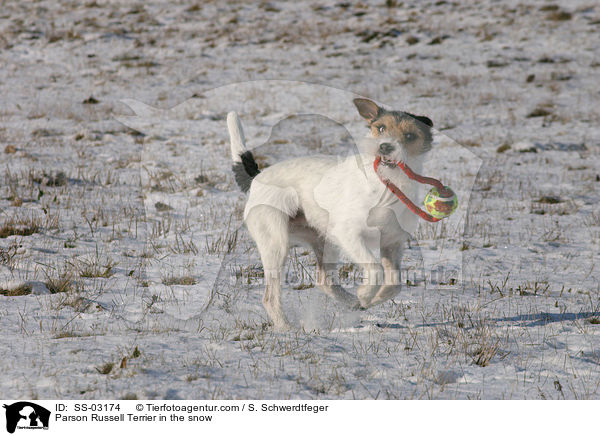 Parson Russell Terrier im Schnee / Parson Russell Terrier in the snow / SS-03174