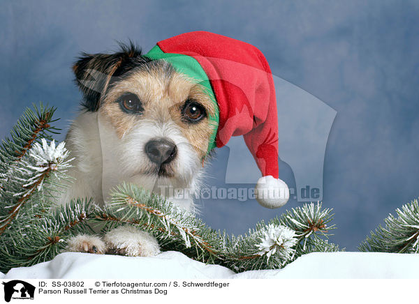 Parson Russell Terrier as Christmas Dog / SS-03802