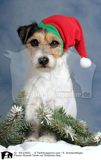 Parson Russell Terrier as Christmas Dog / SS-03803