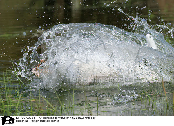 splashing Parson Russell Terrier / SS-03834