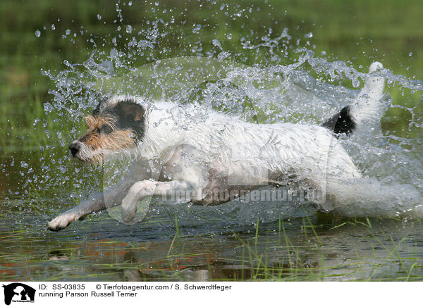 running Parson Russell Terrier / SS-03835