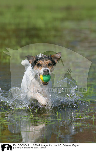 playing Parson Russell Terrier / SS-03841