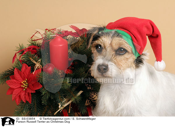 Parson Russell Terrier as Christmas Dog / SS-03854