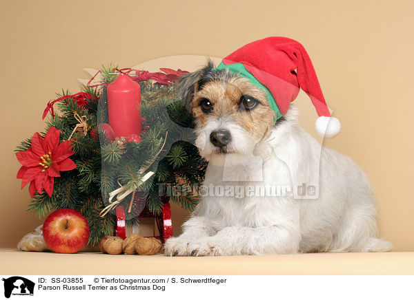 Parson Russell Terrier as Christmas Dog / SS-03855