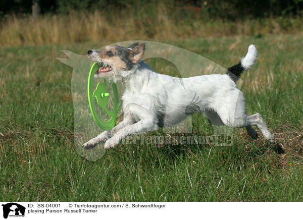 playing Parson Russell Terrier / SS-04001