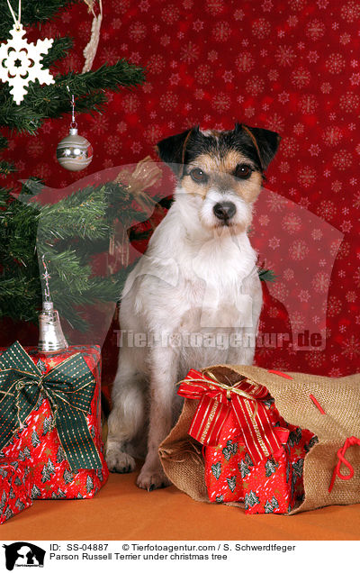 Parson Russell Terrier unterm Weihnachtsbaum / Parson Russell Terrier under christmas tree / SS-04887