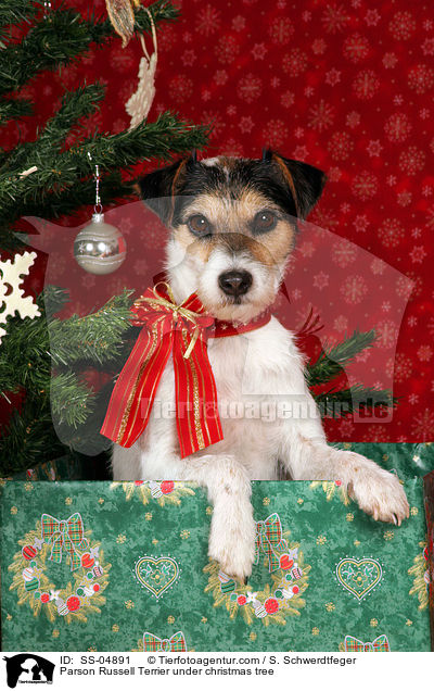 Parson Russell Terrier unterm Weihnachtsbaum / Parson Russell Terrier under christmas tree / SS-04891