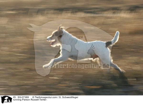 rennender Parson Russell Terrier / running Parson Russell Terrier / SS-07389